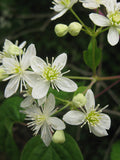 Clematis virginiana | Devils Darning Needles | Virgins Bower | 50_Seeds