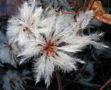 Clematis vitalba | Travellers Joy | Old Mans Beard | 20_Seeds