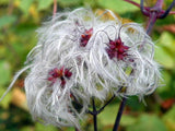 Clematis vitalba | Travellers Joy | Old Mans Beard | 20_Seeds
