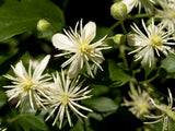 Clematis vitalba | Travellers Joy | Old Mans Beard | 20_Seeds