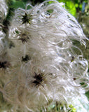 Clematis vitalba | Travellers Joy | Old Mans Beard | 20_Seeds
