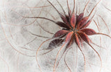 Clematis vitalba | Travellers Joy | Old Mans Beard | 20_Seeds