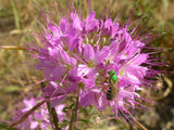 Cleome serrulata | Rocky Mountain Beeplant | Waa | 100_Seeds