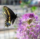 Cleome serrulata | Rocky Mountain Beeplant | Waa | 100_Seeds