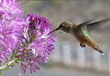 Cleome serrulata | Rocky Mountain Beeplant | Waa | 100_Seeds