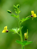 Cleome viscosa | Tickweed | Asian Spiderflower | Jazmin de Rio | 50_Seeds