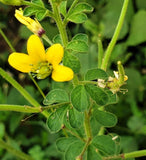 Cleome viscosa | Tickweed | Asian Spiderflower | Jazmin de Rio | 50_Seeds