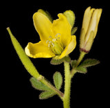 Cleome viscosa | Tickweed | Asian Spiderflower | Jazmin de Rio | 50_Seeds