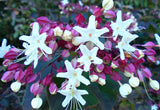 Clerodendrum trichotomum | Harlequin Glory Bower | Chance Tree | 5_Seeds