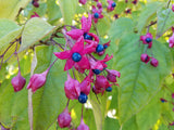 Clerodendrum trichotomum | Harlequin Glory Bower | Chance Tree | 5_Seeds