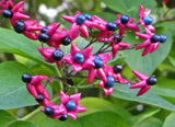 Clerodendrum trichotomum | Harlequin Glory Bower | Chance Tree | 5_Seeds