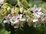 Clerodendrum infortunatum | Bhat | Hill Glory Bower | 5_Seeds