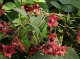 Clerodendrum infortunatum | Bhat | Hill Glory Bower | 5_Seeds