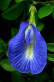 Clitoria ternatea Single Blue | Butterfly Pea | 50_seeds