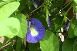 Clitoria ternatea Single Blue | Butterfly Pea | 50_seeds