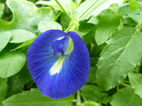 Clitoria ternatea Single Blue | Butterfly Pea | 50_seeds