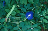 Clitoria ternatea Single Blue | Butterfly Pea | 50_seeds