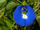 Clitoria ternatea Single Blue | Butterfly Pea | 50_seeds