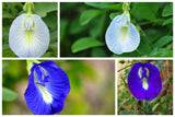 Clitoria ternatea Single Blue and White Mix | 10_Seeds