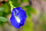 Clitoria ternatea Single Blue and White Mix | 10_Seeds
