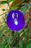 Clitoria ternatea Single Blue and White Mix | 10_Seeds
