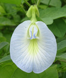 Clitoria ternatea Single Blue and White Mix | 10_Seeds