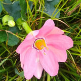 Passiflora coactilis | Tauso | 5_Seeds