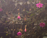 Passiflora coactilis | Tauso | 5_Seeds