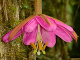 Passiflora coactilis | Tauso | 5_Seeds