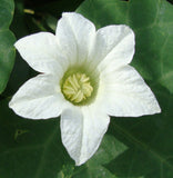 Coccinia grandis | Scarlet  Ivy Gourd | Kowai | 10_Seeds
