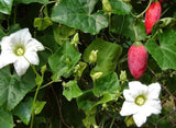 Coccinia grandis | Scarlet  Ivy Gourd | Kowai | 10_Seeds