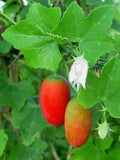 Coccinia grandis | Scarlet  Ivy Gourd | Kowai | 10_Seeds