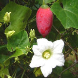 Coccinia grandis | Scarlet  Ivy Gourd | Kowai | 10_Seeds