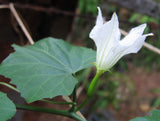 Coccinia grandis | Scarlet  Ivy Gourd | Kowai | 10_Seeds
