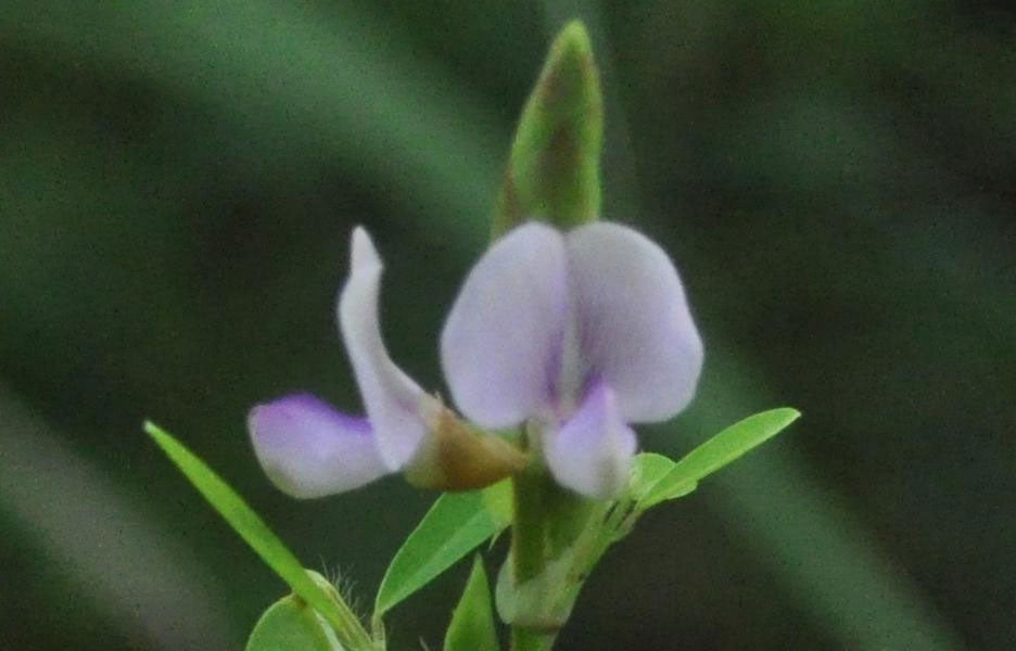 Codariocalyx motorius | Dancing Plant | Telegraph | Semaphore