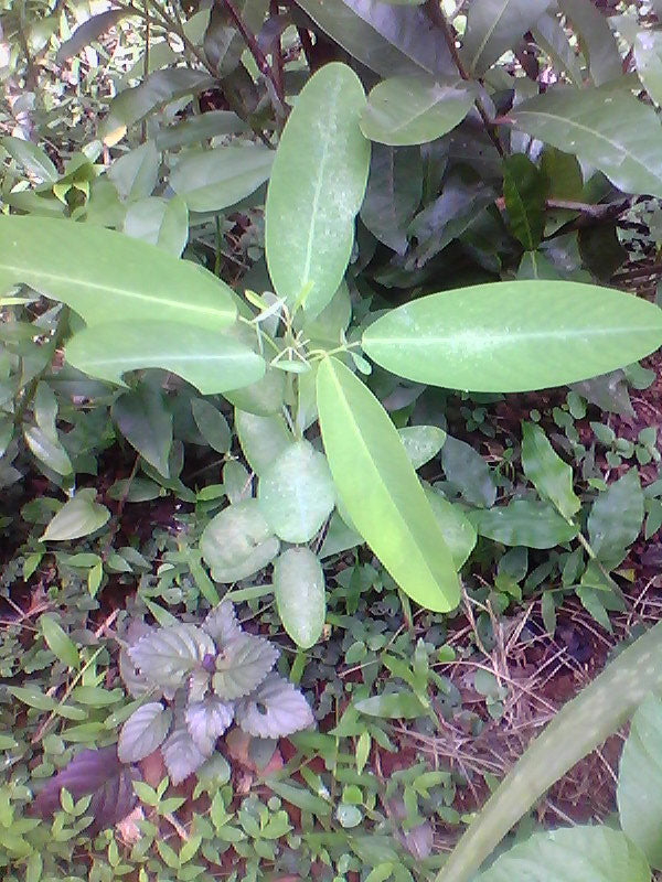 telegraph plant seeds Codariocalyx motorius | Dancing Plant | Telegraph | Semaphore