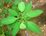 Codariocalyx motorius | Dancing Plant | Telegraph | Semaphore | 20_Seeds