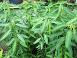 Codariocalyx motorius | Dancing Plant | Telegraph | Semaphore | 20_Seeds