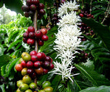 Coffea arabica | Arabian Coffee | 20_Seeds