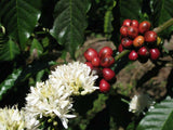 Coffea arabica | Arabian Coffee | 20_Seeds