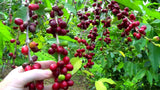 Coffea arabica | Arabian Coffee | 20_Seeds