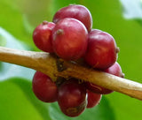 Coffea canephora robusta | Coffee | 5_Seeds