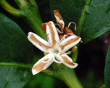 Coffea canephora robusta | Coffee | 5_Seeds