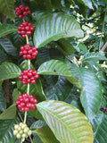 Coffea canephora robusta | Coffee | 5_Seeds