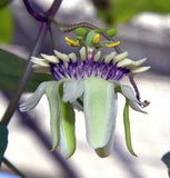 Passiflora colinvauxii | 5_Seeds