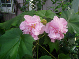 Hibiscus mutabilis Double | Cotton Rose | 10_Seeds