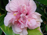 Hibiscus mutabilis Double | Cotton Rose | 10_Seeds