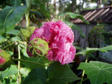 Hibiscus mutabilis Double | Cotton Rose | 10_Seeds