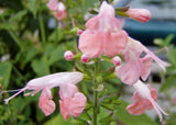 Salvia coccinea Coral Nymph | Texas Hummingbird Sage | 5_Seeds
