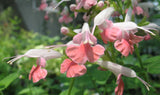 Salvia coccinea Coral Nymph | Texas Hummingbird Sage | 5_Seeds